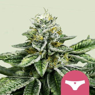 Sherbet Queen (Royal Queen Seeds) feminized