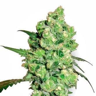 Super Skunk (White Label) feminized