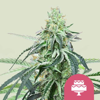 Wedding Gelato (Royal Queen Seeds) feminized