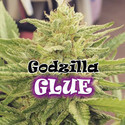 Godzilla Glue (Dr. Underground) feminized