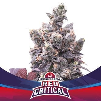 Red Critical Auto (BSF Seeds) feminized