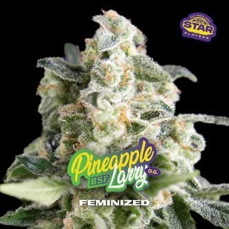 Pineapple Larry OG (BSF Seeds) feminized