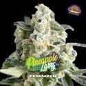 Pineapple Larry OG (BSF Seeds) feminized