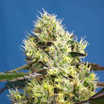 Sweet Gelato Auto (Sweet Seeds) feminized