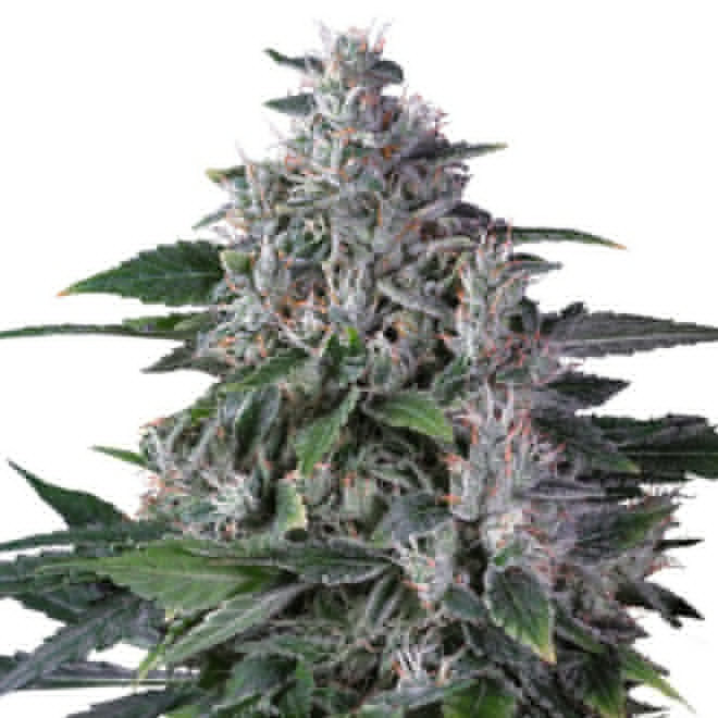 Karel's Haze | Super Sativa Seed Club | Cannabiszaden