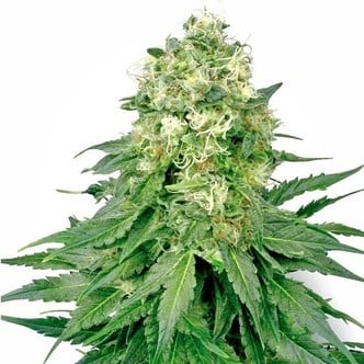 White Widow (White Label) feminized