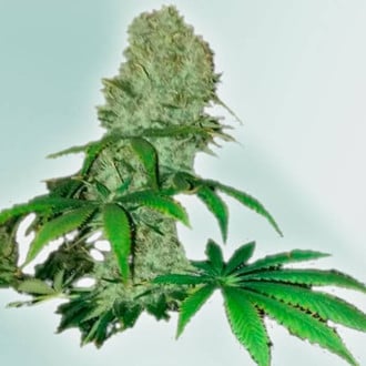 Cure CBD (VIP Seeds) feminized