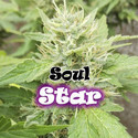 Soul Star (Dr. Underground) feminized