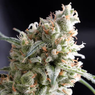 Kukulkan (Pyramid Seeds) feminized