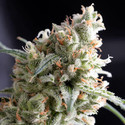 Kukulkan (Pyramid Seeds) feminized