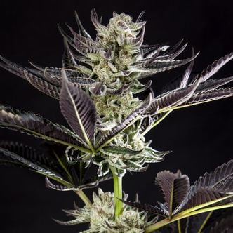 Purple Punch x Do-Si-Dos (Philosopher Seeds) feminized