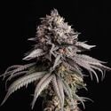Gelato-K (Kannabia) feminized