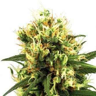 White Haze Automatic (White Label) feminized