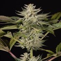 Ocean Grown Cookies (Dinafem) feminized