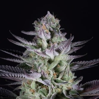 Blueberry Cookies (Dinafem) feminized