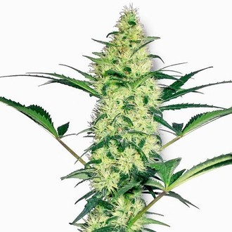 White Diesel (White Label) feminized