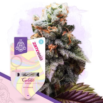 Gelato (Zamnesia Seeds) feminized