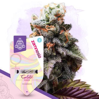 Gelato (Zamnesia Seeds) feminized