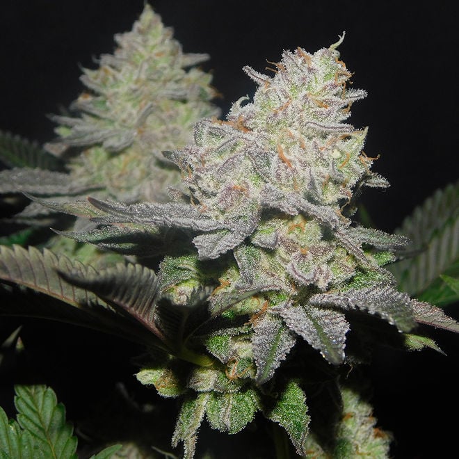 Gelato Strain (Zamnesia Seeds) Cannabis Seeds