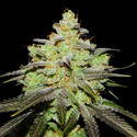 Wifi 43 x Do-Si-Dos (Philosopher Seeds x Zamnesia) feminized