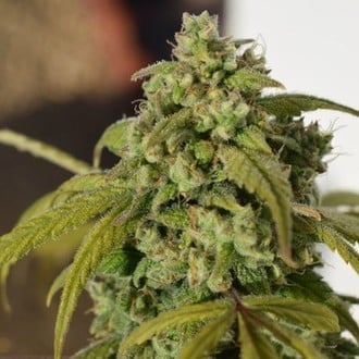 Gorilla SFV OG (Expert Seeds) feminized