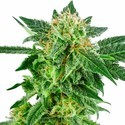 Snow Ryder Automatic (White Label) feminized