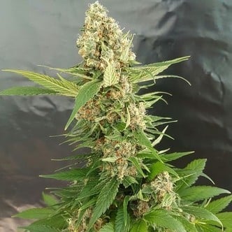 Gorilla Ice Cream (Expert Seeds) feminized