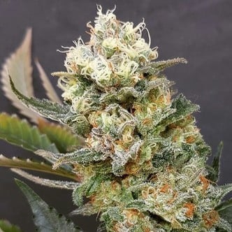 ZkittleZ Glue (Expert Seeds) feminized