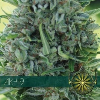 AK-49 (Vision Seeds) feminized