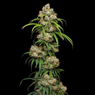Pineapple X (Phat Panda) feminized