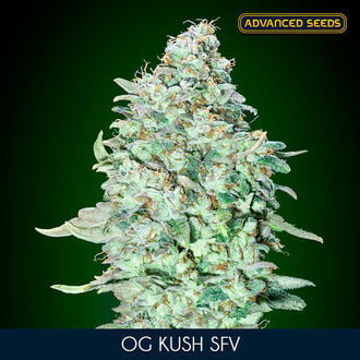 OG Kush SFV (Advanced Seeds) feminized