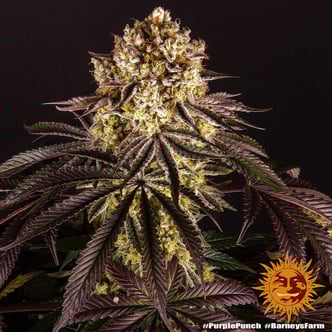 Purple Punch (Barney's Farm) feminized