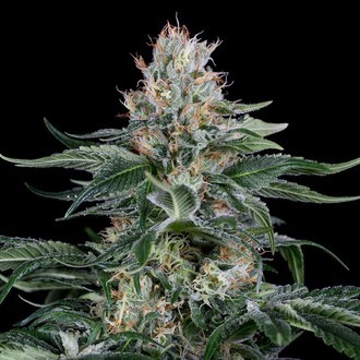 Orange Juice (Dinafem) feminized