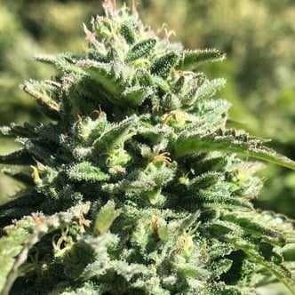 Witchy Wonder (Earth Witch Seeds) regular
