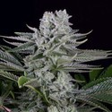 Gorilla CBD (Dinafem) Feminized