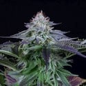 Dinamed Kush CBD Autoflowering (Dinafem) feminized