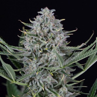 Cookies Auto (Dinafem) Feminized