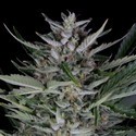 Gorilla Autoflowering (Dinafem) feminized