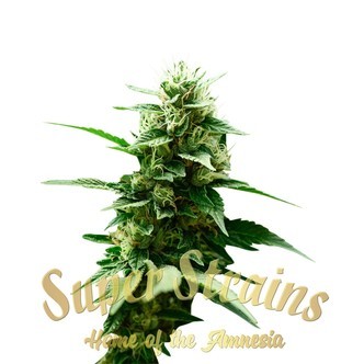 Mexican Candy (Super Strains) feminized