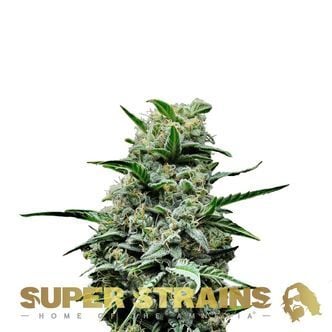 Mexican Candy (Super Strains) feminized