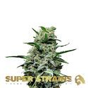 Mexican Candy (Super Strains) feminized
