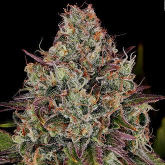 Purple Punch (Zamnesia Seeds) feminized