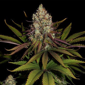 Purple Punch (Zamnesia Seeds) feminized