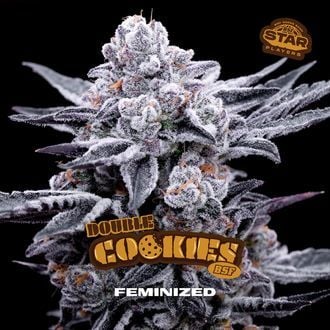 Double Cookies (BSF Seeds) feminized