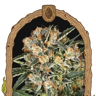 Hippie Therapy CBD (Exotic Seed) feminized