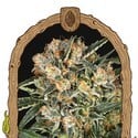 Hippie Therapy CBD (Exotic Seed) feminized