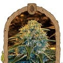 Z & Z (Exotic Seed) feminized