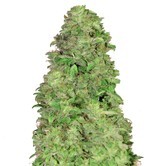CBD Auto 20:1 (FastBuds) feminized