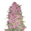 Purple Lemonade Auto (FastBuds) feminized