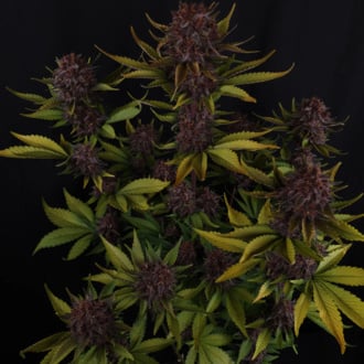 Purple Lemonade Auto (FastBuds) feminized